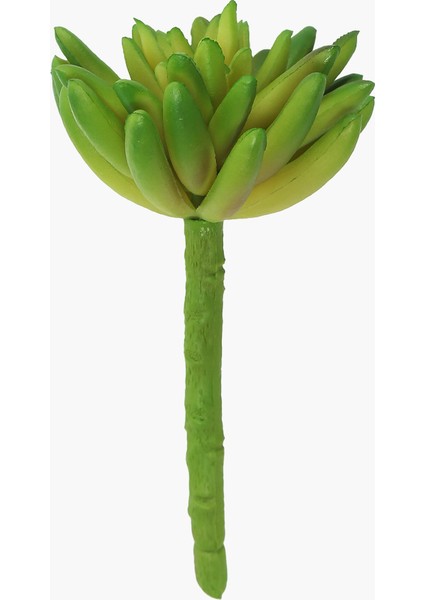 Sukulent Dal Yeşil 13 cm
