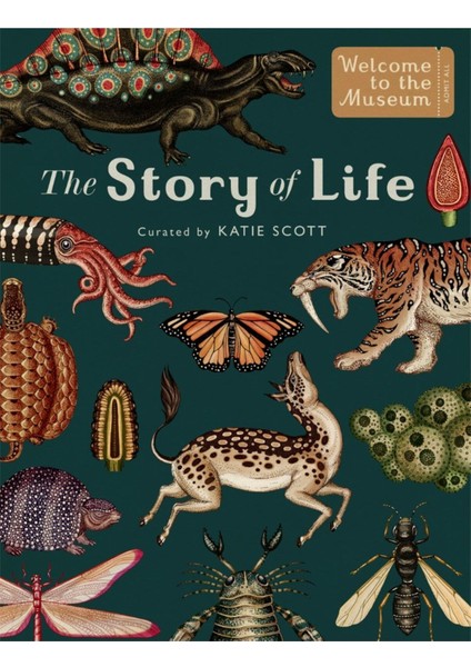 The Story Of Life Evolution - Fiona Munro fiyatları