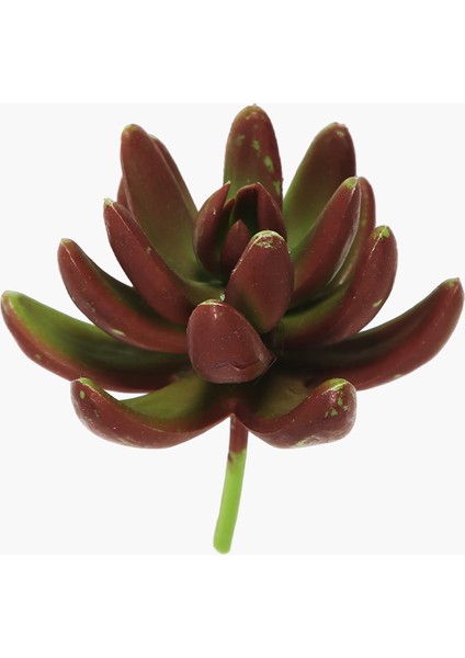Sukulent Dal Yeşil-Kırmızı 8 cm