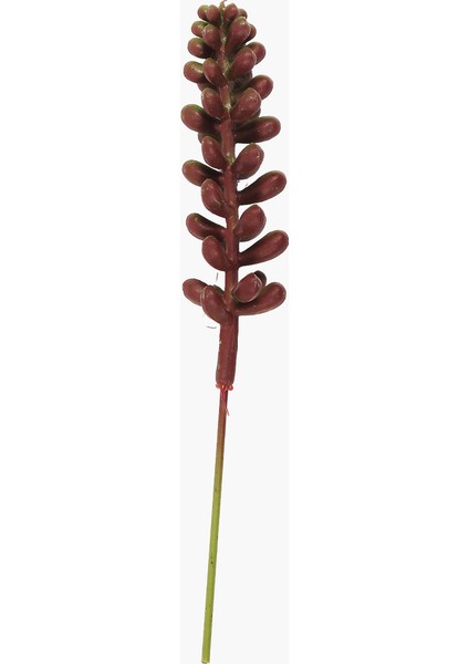 Sukulent Dal Yeşil-Kırmızı 15 cm