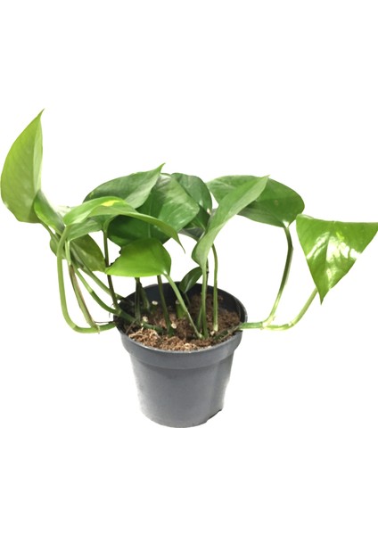 Epipremnum Aureum (Salon Sarmaşığı)