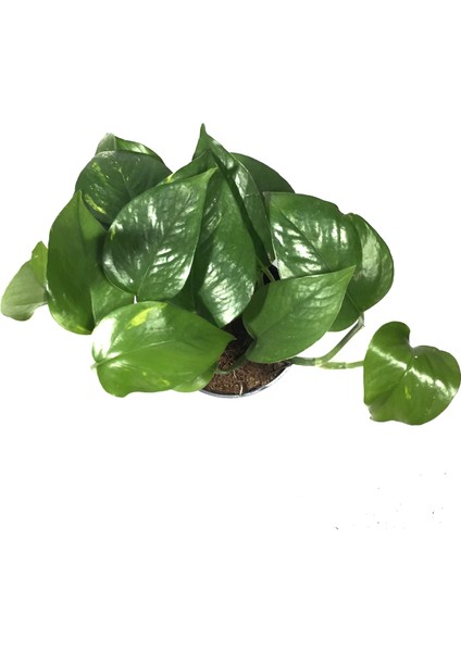Epipremnum Aureum (Salon Sarmaşığı) fiyatları