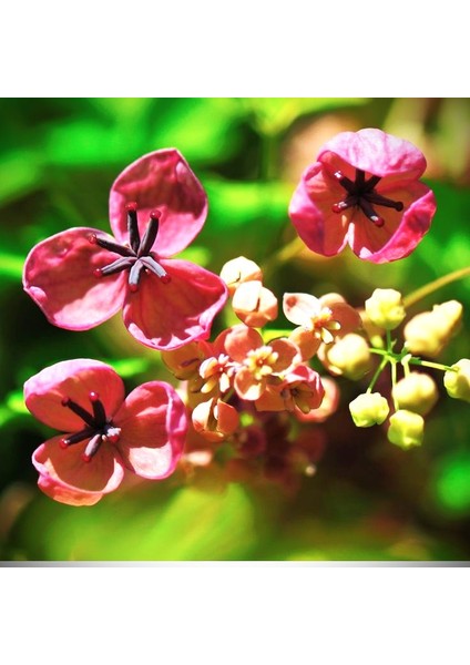 Çikolata Sarmaşığı Akebia Quinata Fidanı 30-50 cm 1-2 Yaş