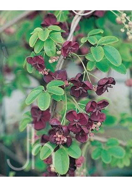 Çikolata Sarmaşığı Akebia Quinata Fidanı 30-50 cm 1-2 Yaş fiyatları