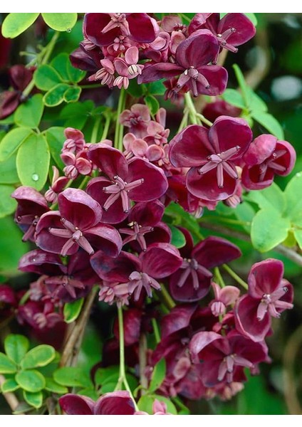 Çikolata Sarmaşığı Akebia Quinata Fidanı 30-50 cm 1-2 Yaş modelleri