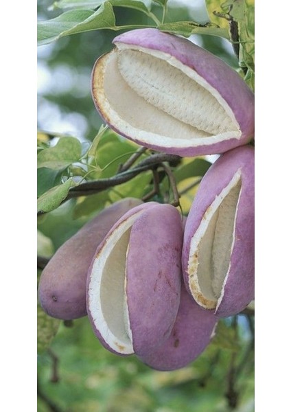 Çikolata Sarmaşığı Akebia Quinata Fidanı 30-50 cm 1-2 Yaş indirimleri