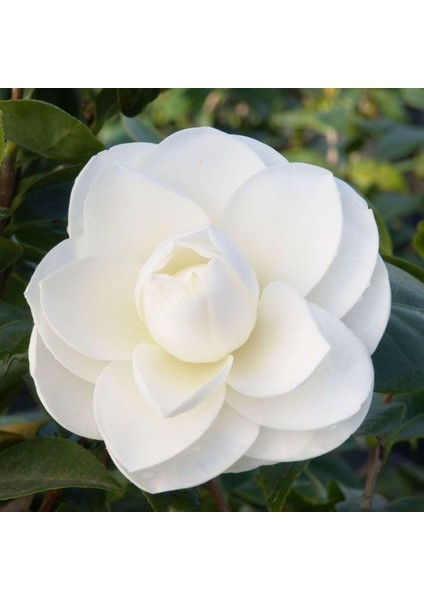 Beyaz Kamelya Camelia Japonica Fidanı 2-3 Yaş