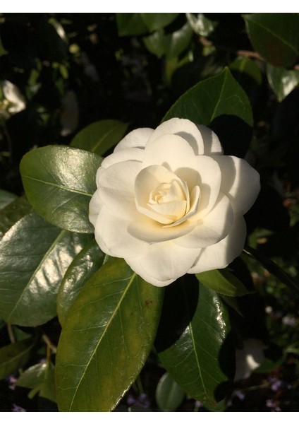 Beyaz Kamelya Camelia Japonica Fidanı 2-3 Yaş fiyatları