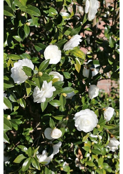 Beyaz Kamelya Camelia Japonica Fidanı 2-3 Yaş modelleri