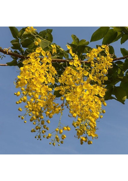 Sarı Salkım Fidanı Laburnum Anagyroides 1-2 Yaş