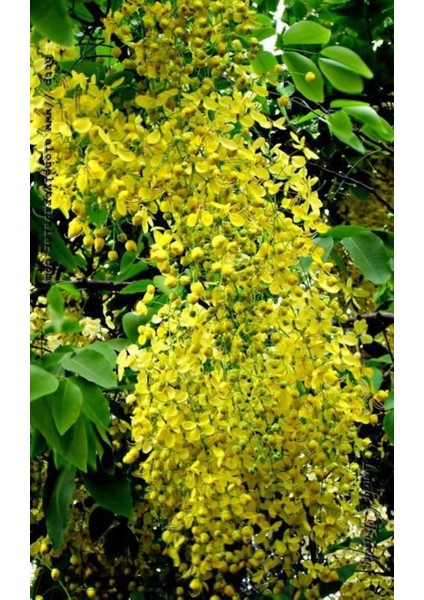 Sarı Salkım Fidanı Laburnum Anagyroides 1-2 Yaş modelleri