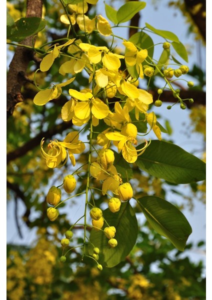 Sarı Salkım Fidanı Laburnum Anagyroides 1-2 Yaş indirimleri