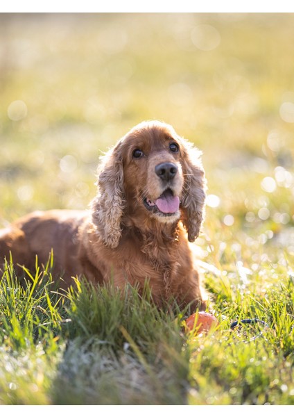 Köpek Bakım Spreyi Sandal Ağacı Kokulu 75 ml fiyatları