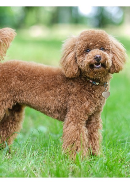Köpek Bakım Spreyi Çilek Kokulu 75 ml fiyatları