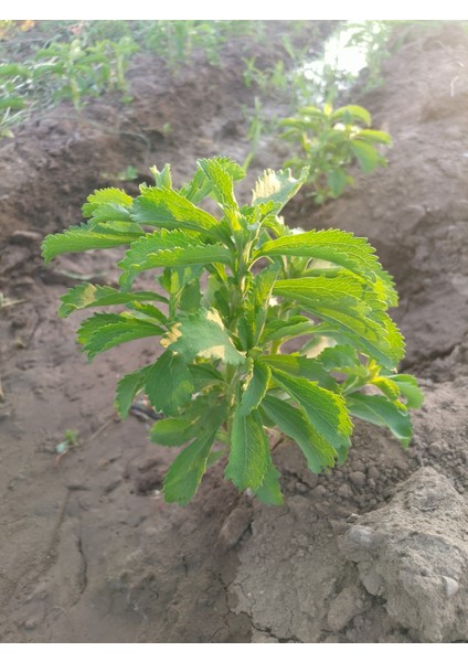 Stevia Şeker Otu 3 Adet 40 gr Kuru Yaprak fiyatları