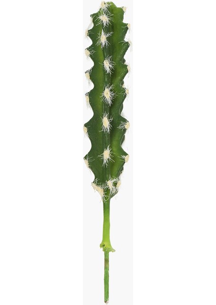 Kaktüs Dal 20 cm