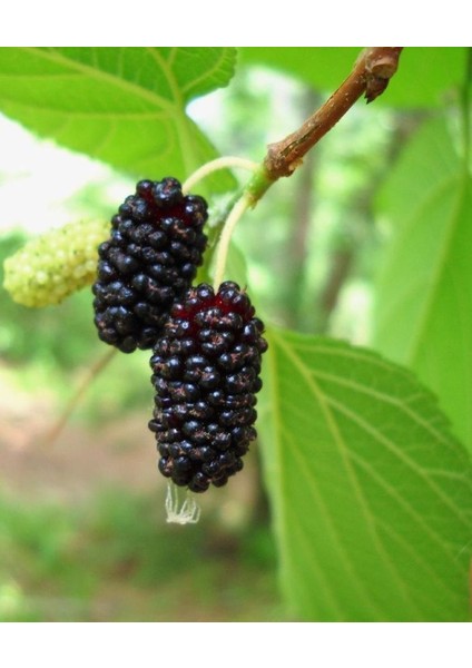 Avustralya Cinsi Siyah Dut Fidanı 60 -80 cm 1-2 Yaş Arası