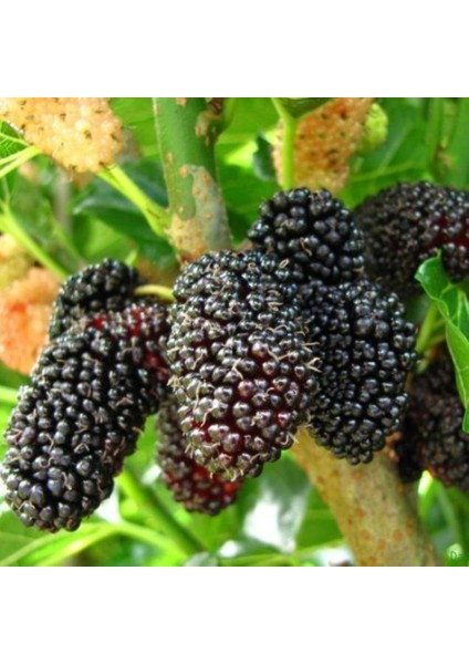 Avustralya Cinsi Siyah Dut Fidanı 60 -80 cm 1-2 Yaş Arası fiyatları