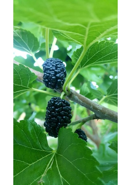 Avustralya Cinsi Siyah Dut Fidanı 60 -80 cm 1-2 Yaş Arası modelleri