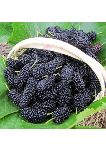 Avustralya Cinsi Siyah Dut Fidanı 60 -80 cm 1-2 Yaş Arası fırsatları