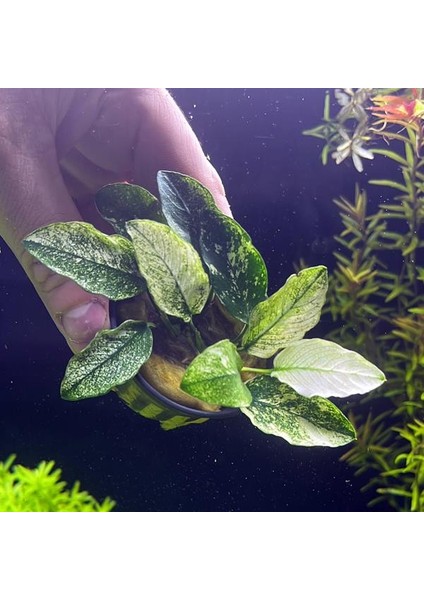 Anubias Nana Pinto Saksı Canlı Bitki