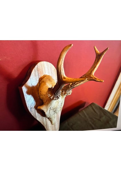 Ahşap Kaidesinde Gerçek Karaca Geyik Trofesi - 29 cm