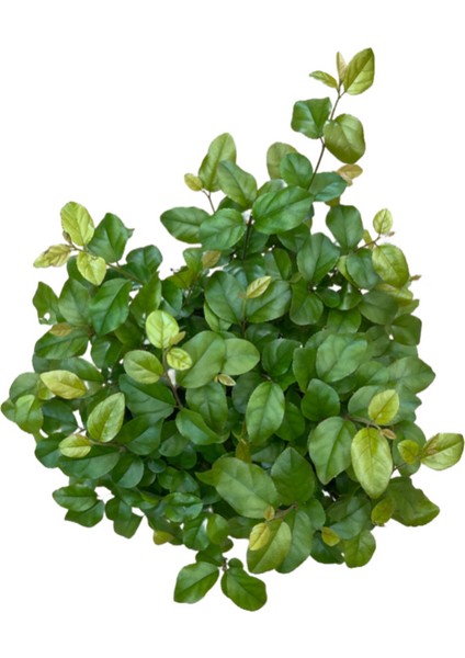 Bonsai - Sageretia fiyatları