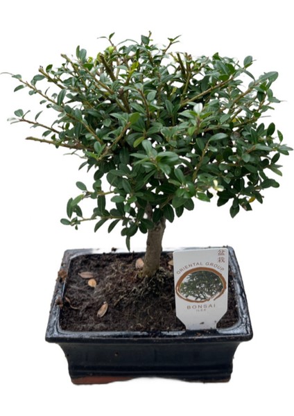 Bonsai - Ilex