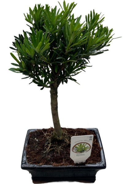 Bonsai - Podocarpus