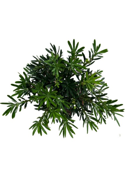 Bonsai - Podocarpus fiyatları