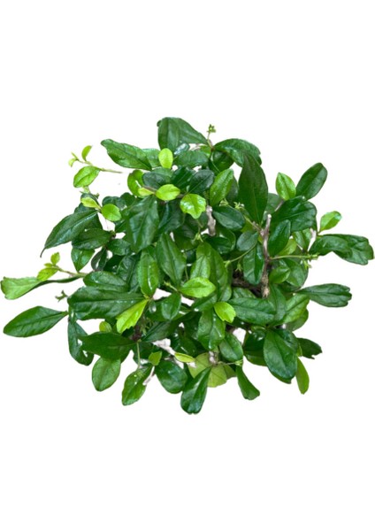 Bonsai - Carmona fiyatları