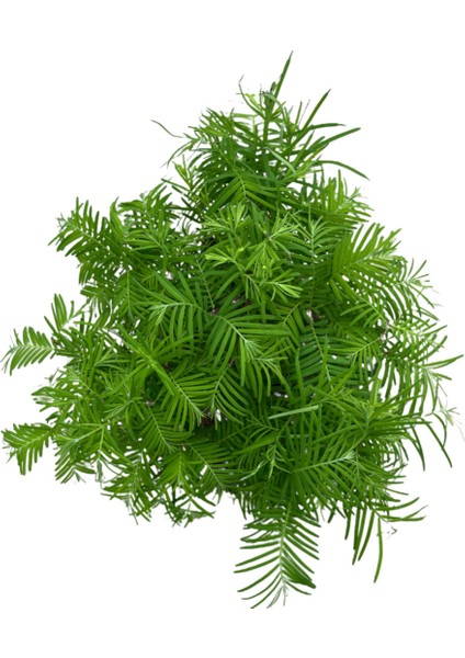 Bonsai - Larex fiyatları