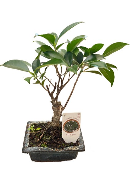 Bonsai - Ficus