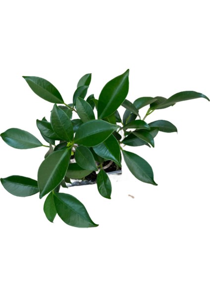 Bonsai - Ficus fiyatları