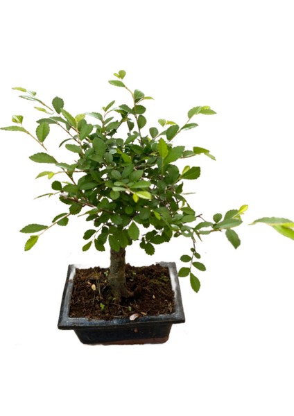 Bonsai - Zelkova