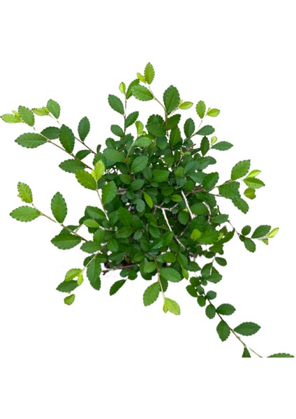 Bonsai - Zelkova fiyatları