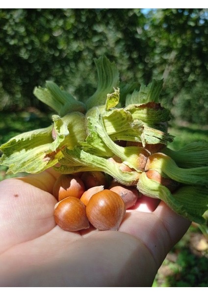 Taze Fındık Zuluflu 1kg