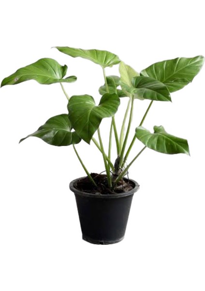 Philodendron Giganteum
