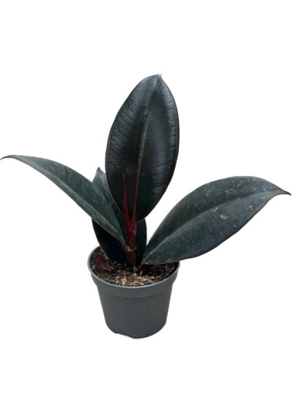 Ficus Elastica 'Abidjan' (Kauçuk Çiçeği)
