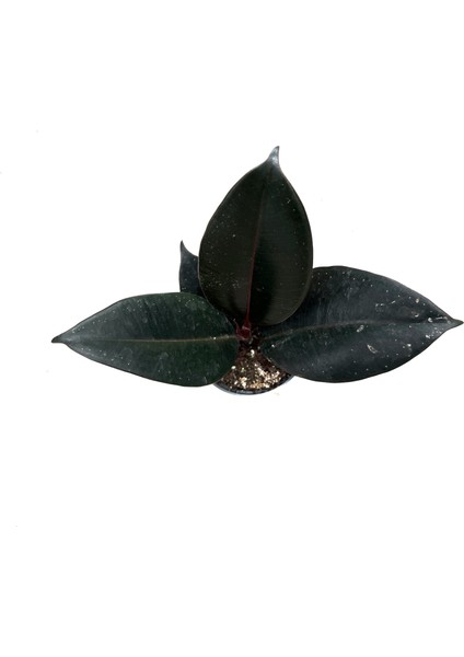 Ficus Elastica 'Abidjan' (Kauçuk Çiçeği) fiyatları