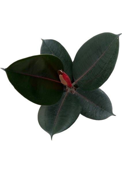Ficus Elastica 'Abidjan' (Kauçuk Çiçeği) fiyatları