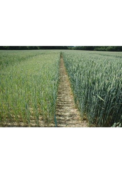 Mağnezyum Sıvı Gübre 5 kg fiyatları