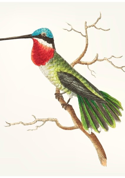 Çok Renkli Sinek Kuşu Ahşap Tablo Dekoratif, Şık ve Canlı Tasarım