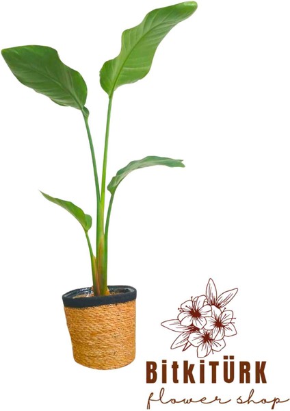 -Starliçe /90-100CM/ Salon Ofis Bitkisi.