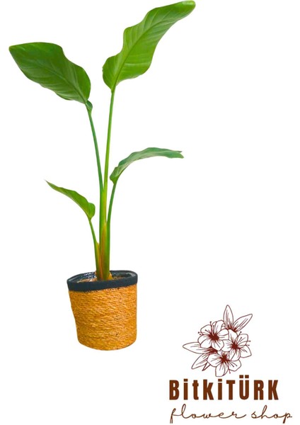 -Starliçe /90-100CM/ Salon Ofis Bitkisi. fiyatları