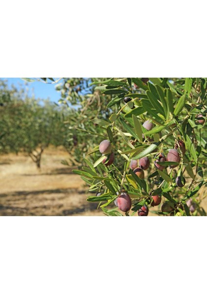 Zeytin Yaprak Gübresi 5 kg fiyatları