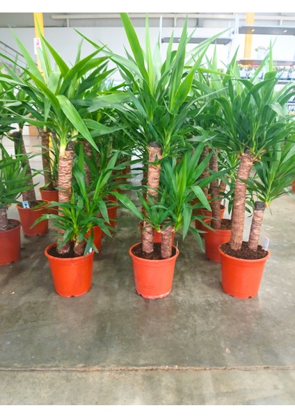 -Ithal 2li Yukka (90/100 Cm);salon Ofis Bitkisi Hediyelik Iç Mekan