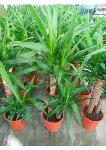 -Ithal 2li Yukka (90/100 Cm);salon Ofis Bitkisi Hediyelik Iç Mekan fiyatları