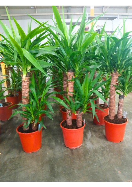 -Ithal 2li Yukka (90/100 Cm);salon Ofis Bitkisi Hediyelik Iç Mekan modelleri