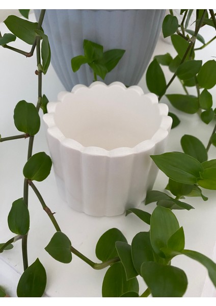 Dalga Desenli Beyaz Beton Sukulent Saksı fiyatları